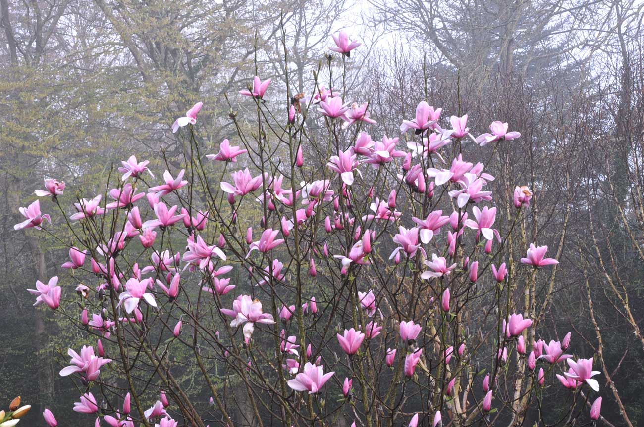 La prairie aux magnolias - Jardin du Pellinec