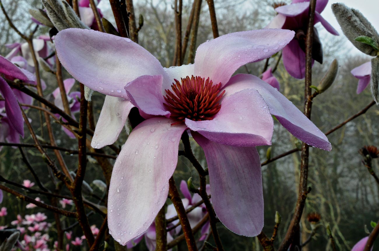 La prairie aux magnolias - Jardin du Pellinec