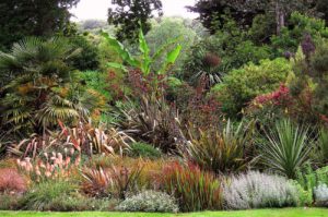 Le Jardin de Pellinec - Penvénan - jardin exotique