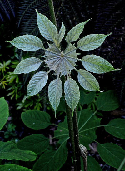 Brassaiopsis mitis - jardin de pellinec
