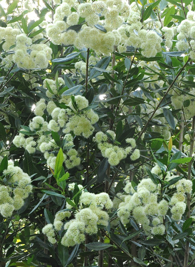Caldcluvia paniculata - jardin de pellinec