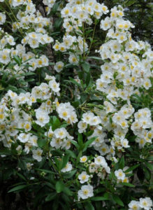 Carpenteria californica vu au Jardin de pellinec
