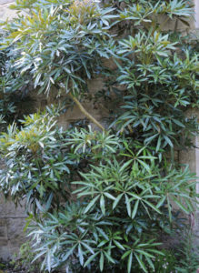 Oreopanax epremesnilianus du jardin de Pellinec