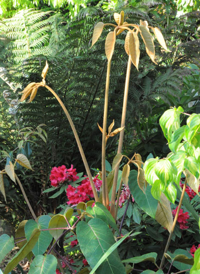 Schefflera macrophylla vue au jardin de Pellinec