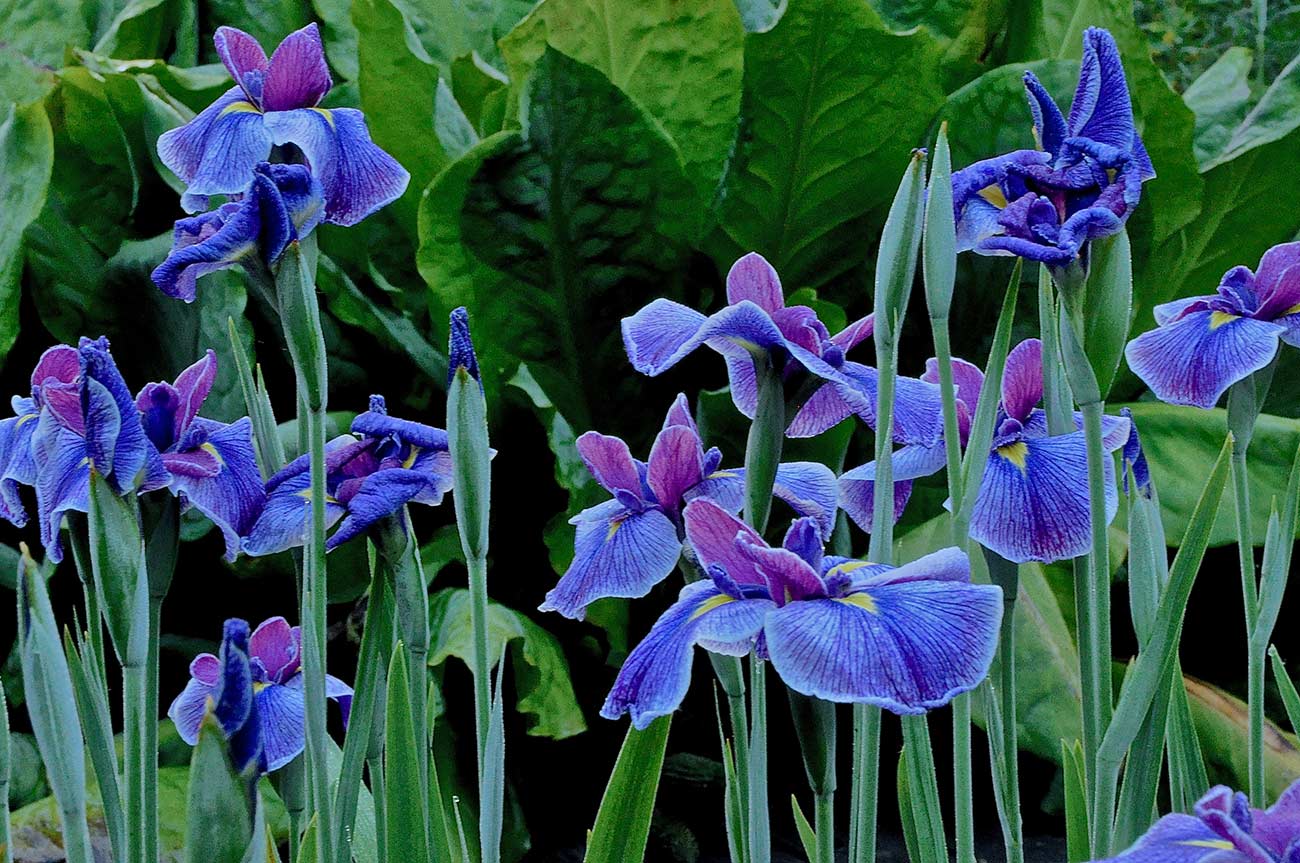 Le Jardin d'Iris du Japon au Jardin de Pellinec